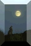 Coyote howling at the moon