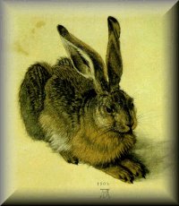 Drurer's Hare