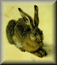 Drurer's Hare