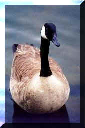 Canadian goose floating on a lake