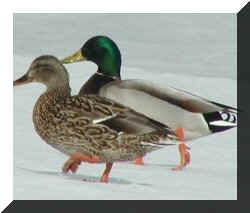 A mallard and hen walking