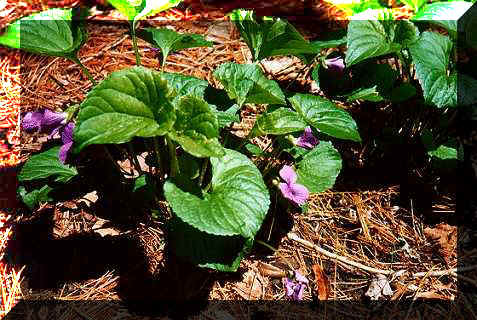 Violets growing in early spring