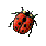 my ladybug