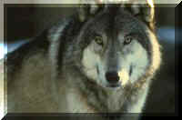 Gray wolf